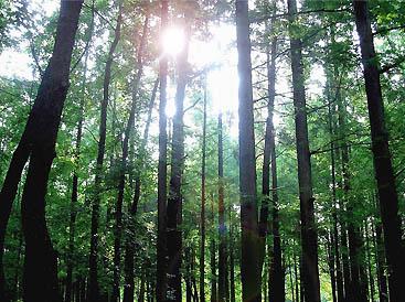 Forest_Osaka_Japan