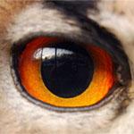 oeil01