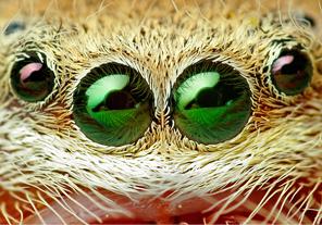 Eyes01