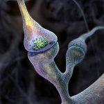 synapse