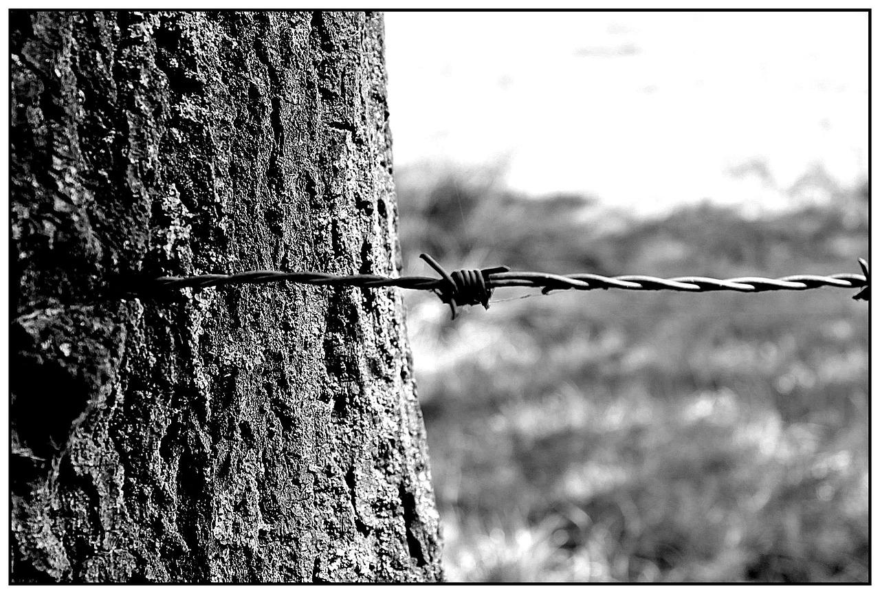 barbed wire 887279 1280 - Le Manifeste de la Ligue de l’Epine Noire