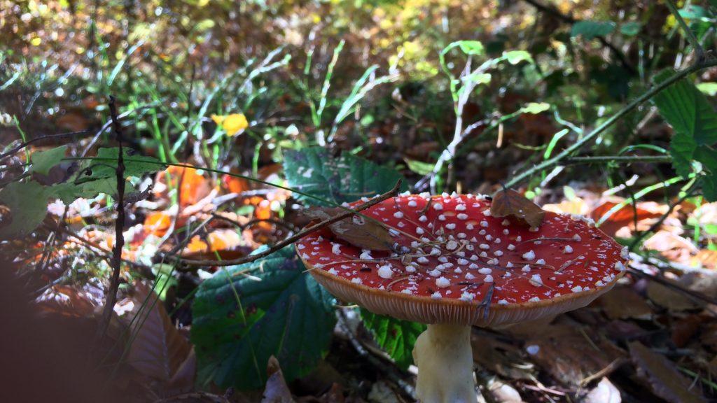 IMG 1368 1024x576 - Des Champignons et des Hommes