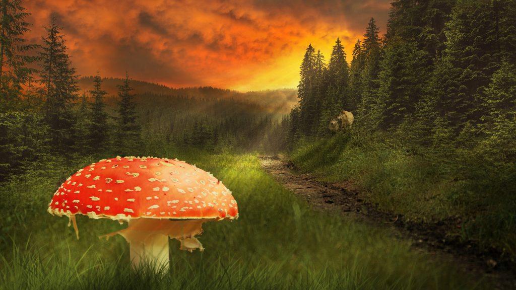 fly agaric 1694887 1920 1024x576 - Les Champignons & l’Evolution [2eme partie]