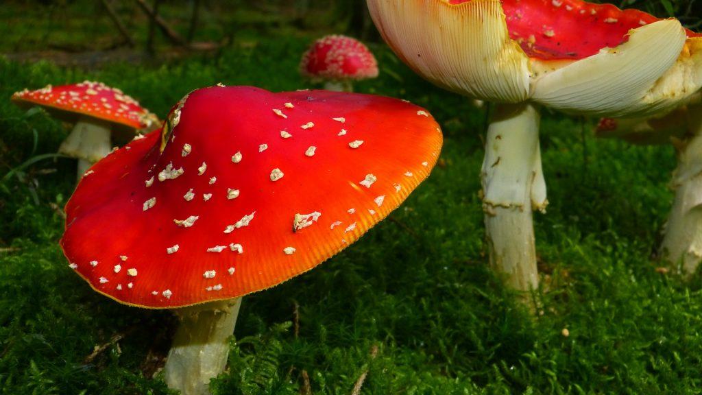 fly agaric 468767 1920 1024x576 - Les Champignons & l’Evolution [1ere partie]