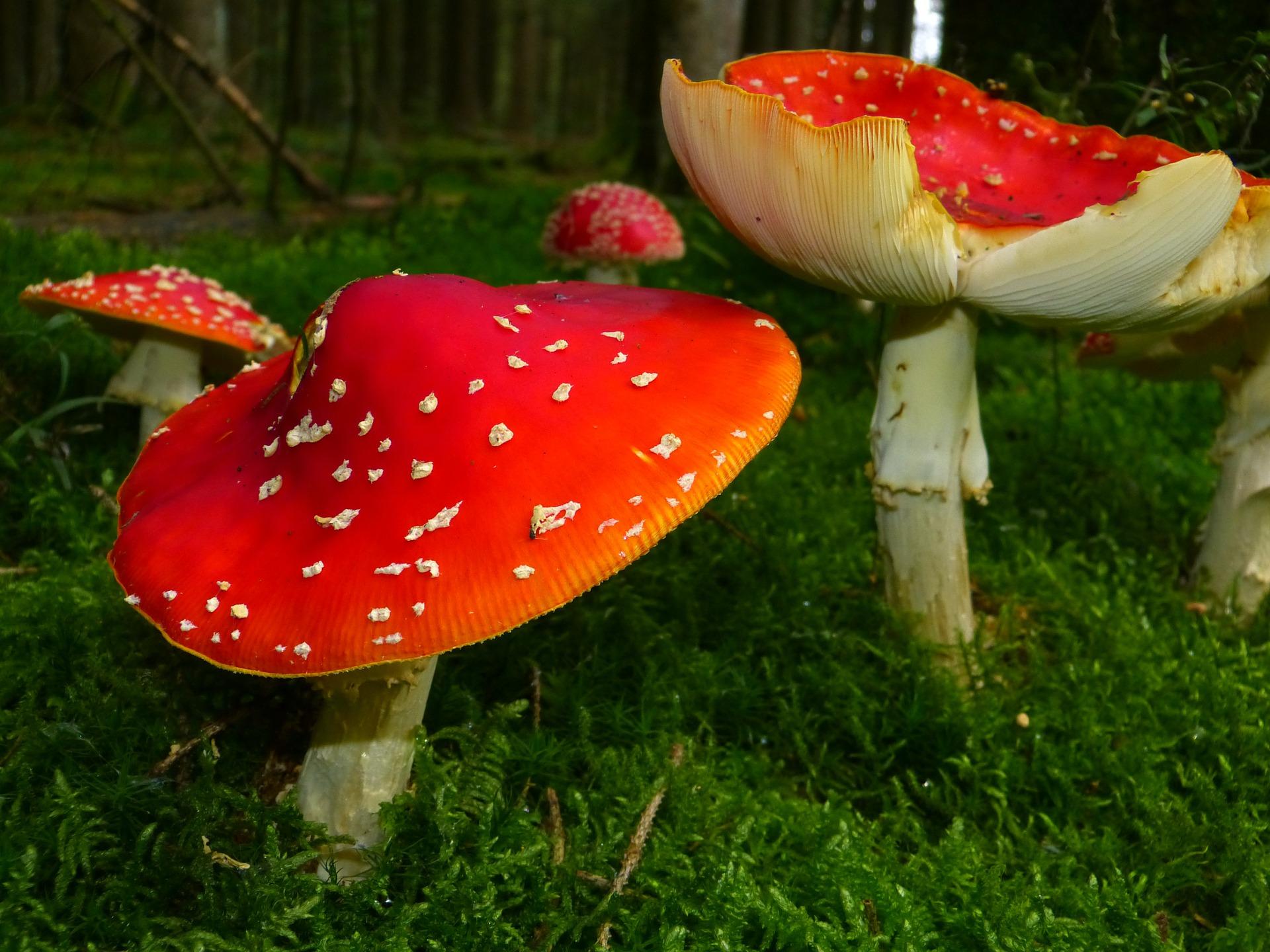 fly agaric 468767 1920 - Les Champignons & l’Evolution [1ere partie]