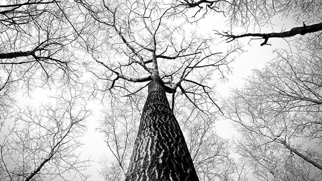 branches 238379 1920 1024x576 - Néo-carbonarisme et dépôts initiatiques