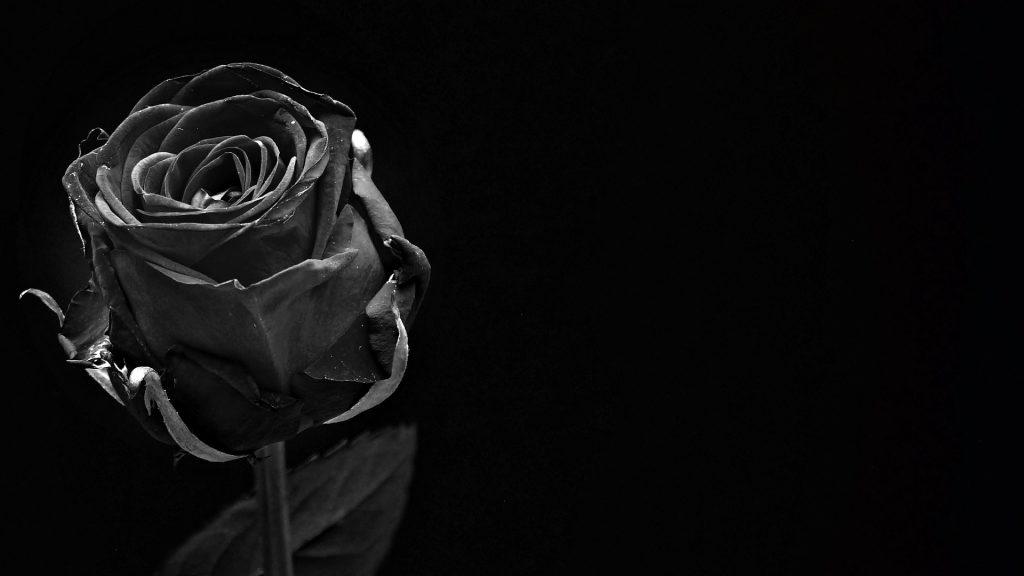 rose 1460773 1920 1024x576 - L’influence du Chaos chez Hakim Bey