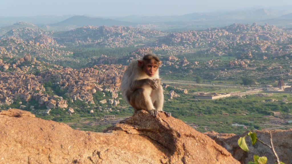 monkey 1806532 1920 1024x576 - Initiation sur la montagne sacrée d’Arunachala [3eme partie]