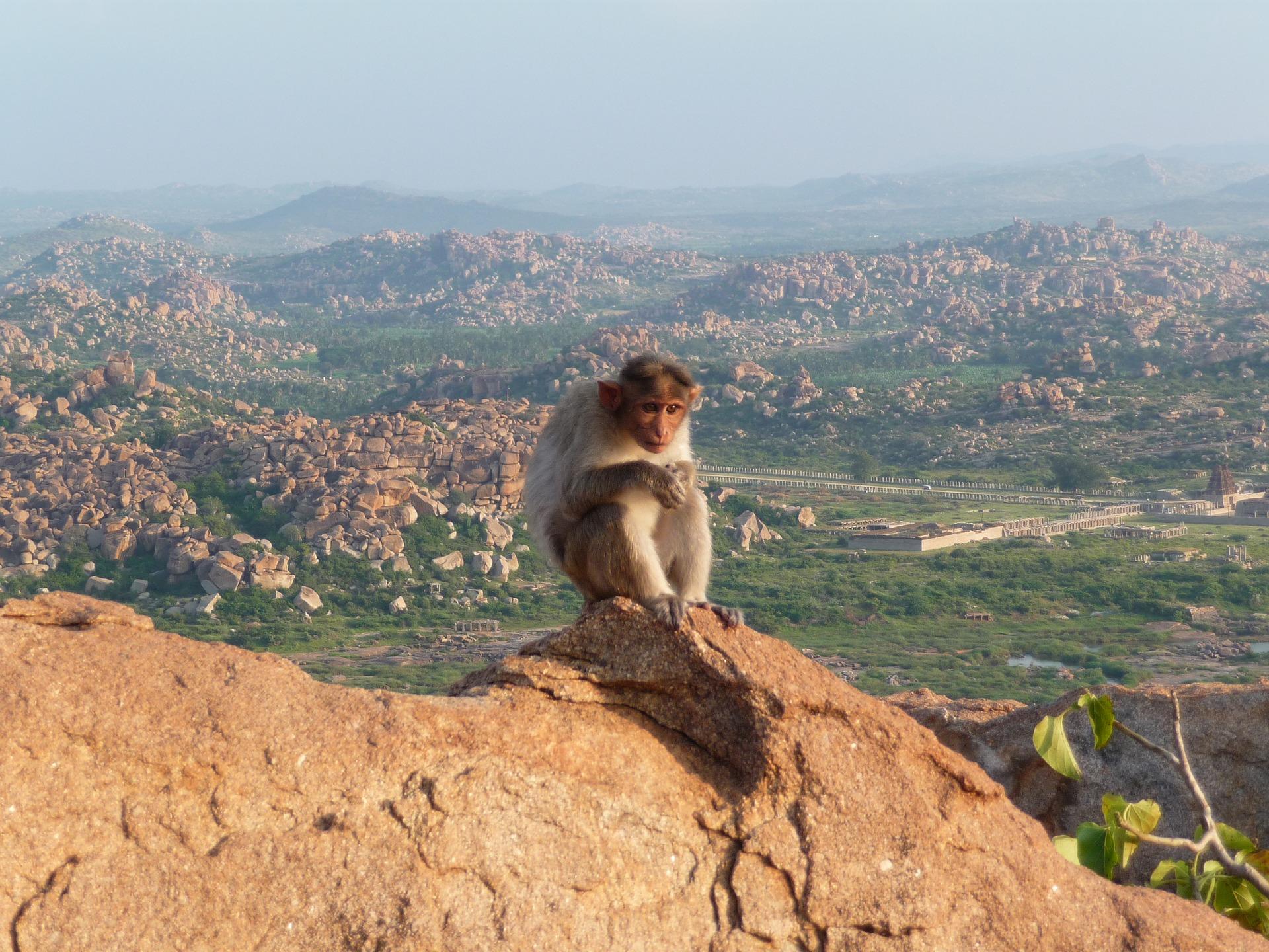 monkey 1806532 1920 - Initiation sur la montagne sacrée d’Arunachala [3eme partie]