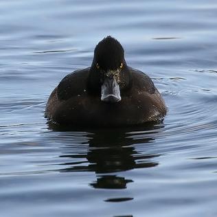 Evil duck - Crimes satanistes, hypnose & soupe au canard