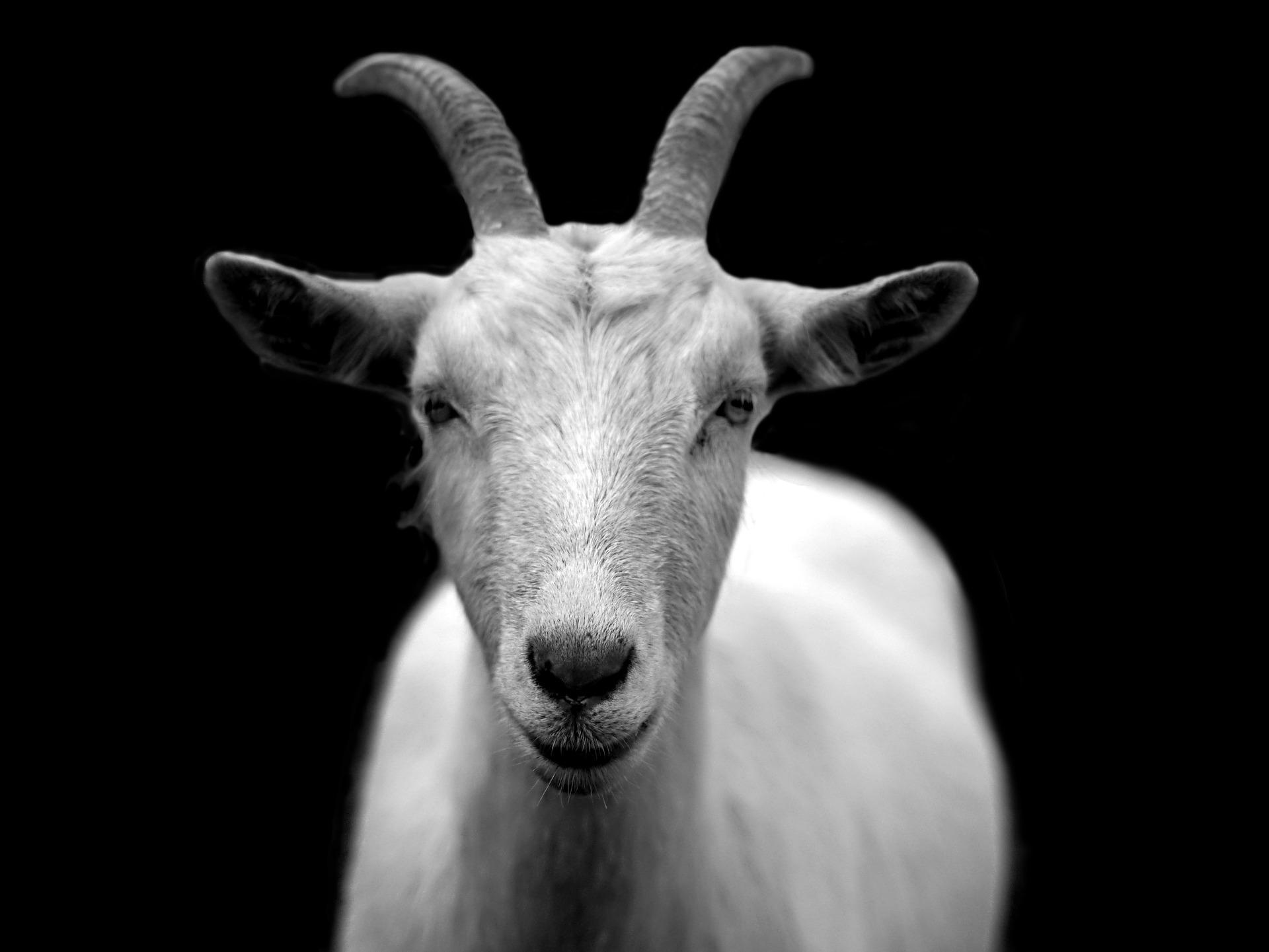 goat 50290 1920 - La descendance de Grant : L'Ordre Esotérique de Dagon