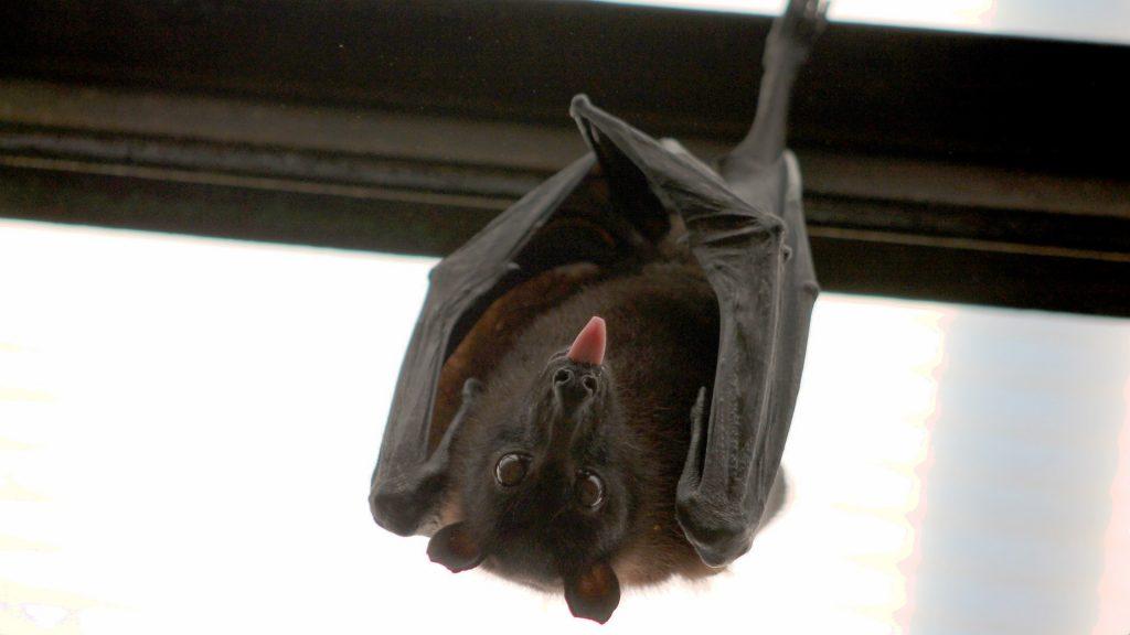 bat 1268650 1920 1024x576 - Le vampirisme psionique à la portée de tous