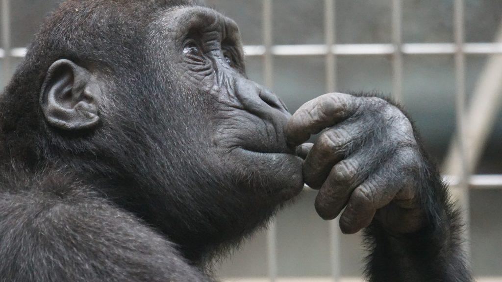 primate 1019101 1920 1024x576 - Une Conclusion, c’est quand tu arrêtes de penser