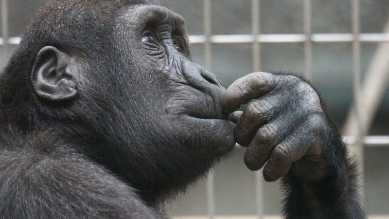 primate 1019101 1920 800x450 - Une Conclusion, c’est quand tu arrêtes de penser