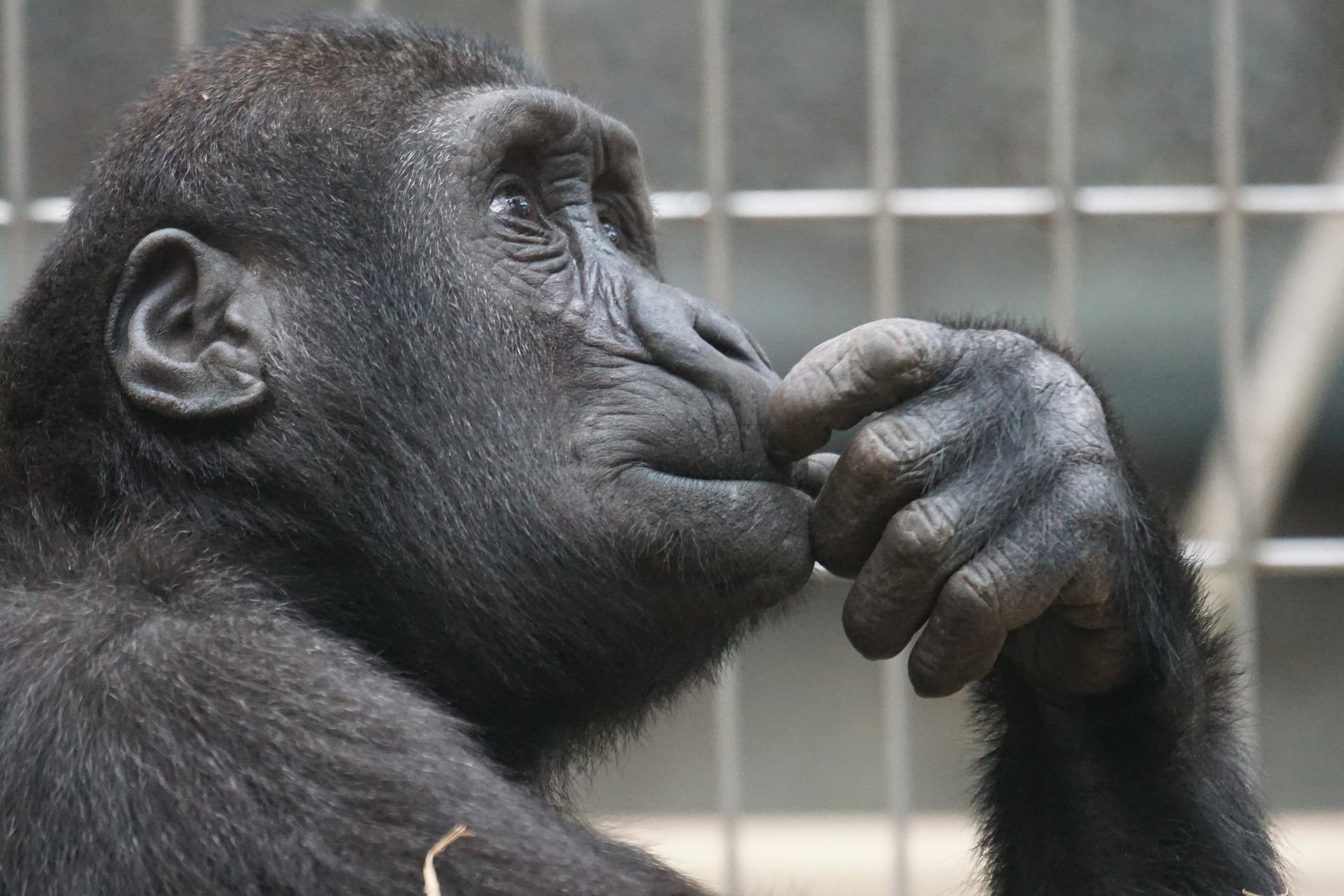 primate 1019101 1920 - Une Conclusion, c’est quand tu arrêtes de penser