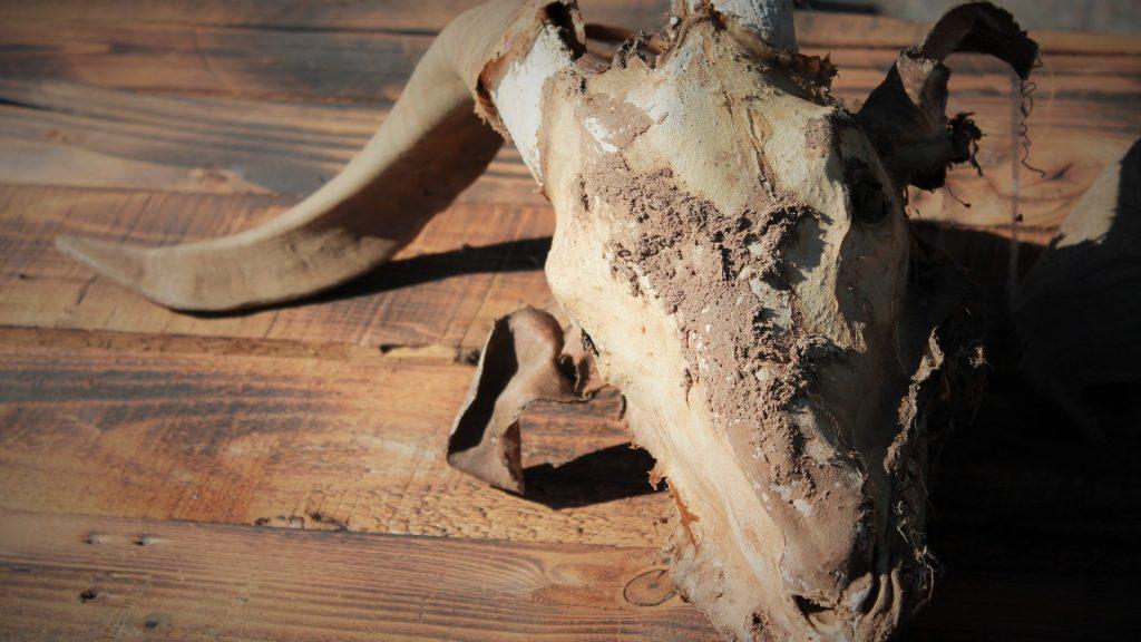 goat skull 1785007 1920 1024x576 - Sorcellerie